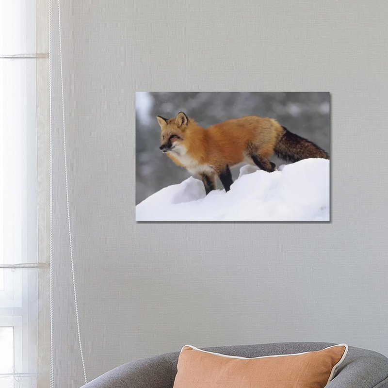 Fox Standing At The Top Of A Snow Bank, Montana