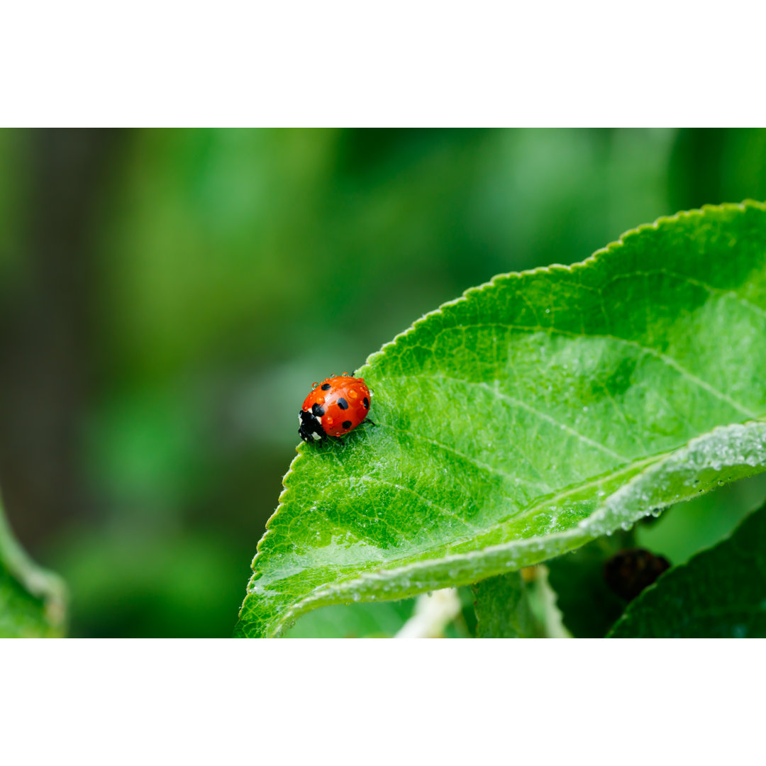 Apfelblatt mit Marienkäfer von MinttuFin - Leinwandbild