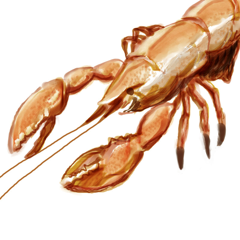 Illustrated Lobster I by Rick Novak - Wrapped Canvas Painting, 76cm H x 76cm W