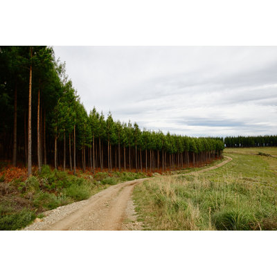 " Pine Tree Plantation " by Hajakely