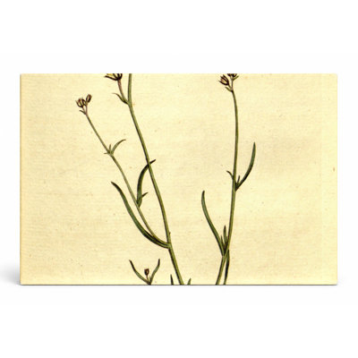 Botanical Magazine Plate 200 (1791) — Landscape Canvas Wall Art