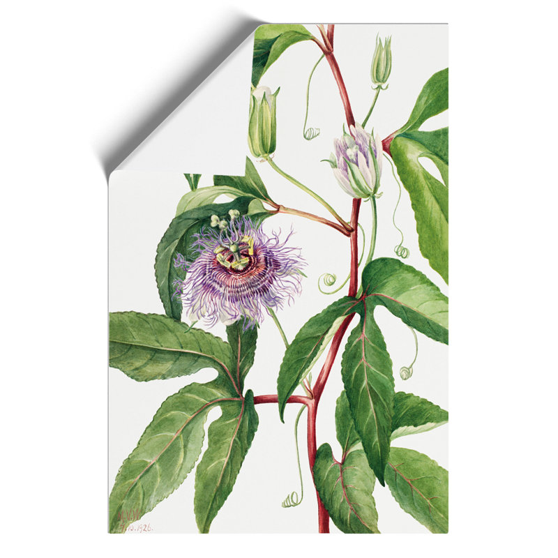 Maypop by Mary Vaux Walcott - Frameless Print, 59cm H x 42cm W x 0.1cm D