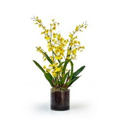 ORCHID DANCING IN GLASS