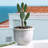 Agave Indoor Outdoor Weather-safe Resin Plant Pot-54932973-54932976