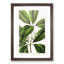 Flowering Tristania Plant - Framed Print-55576273-55576274