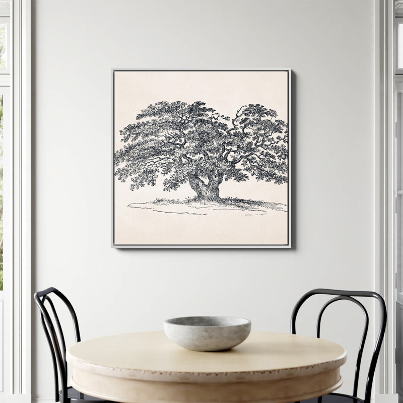 «Wide Oak Tree S Croquis» par Apolo, Non, H 36 po x l 36 po, Toile encadrée flottée blanche