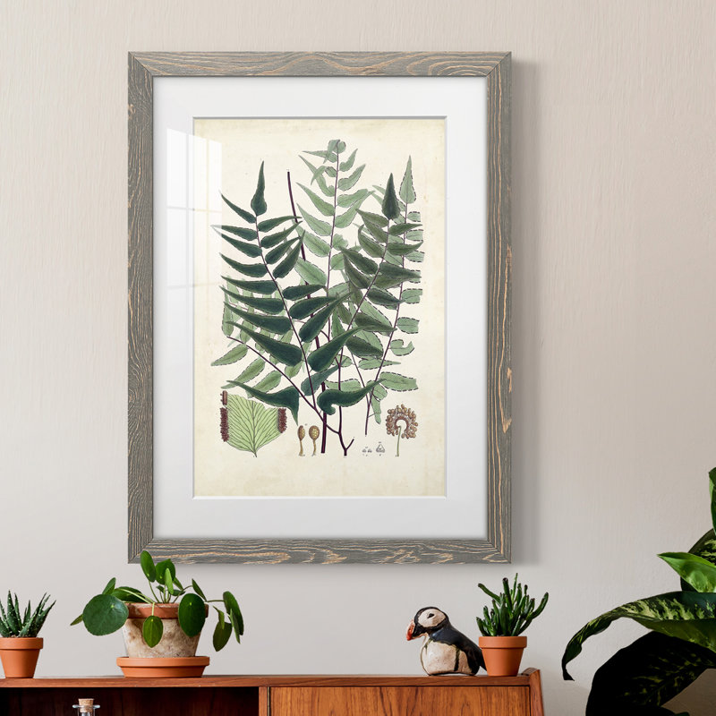 Collectionner Ferns VII Premium encadré mat - prêt à être accroché, gris, H 44 po x l 31 po x P 1 po