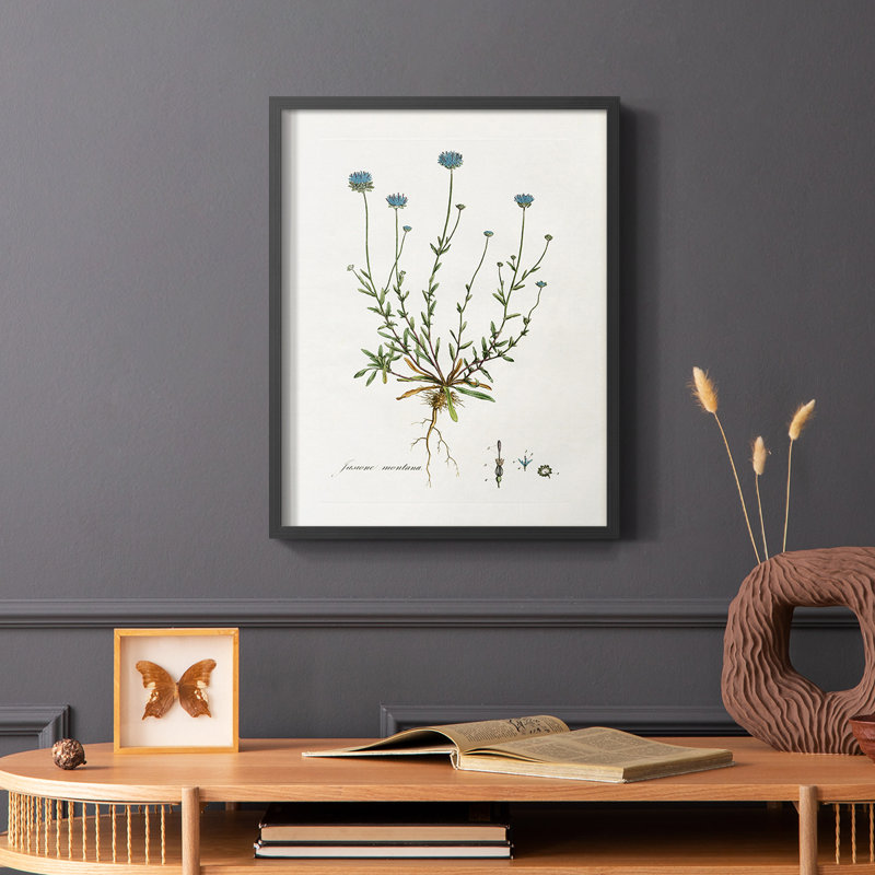«Bellflower Study», reproduction encadrée - bois massif, Noir, H 10 po x l 8 po