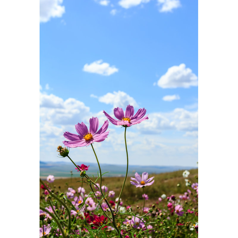 Flower Of Happiness - Wrapped Canvas Print, 91cm H x 61cm W x 3.8cm D