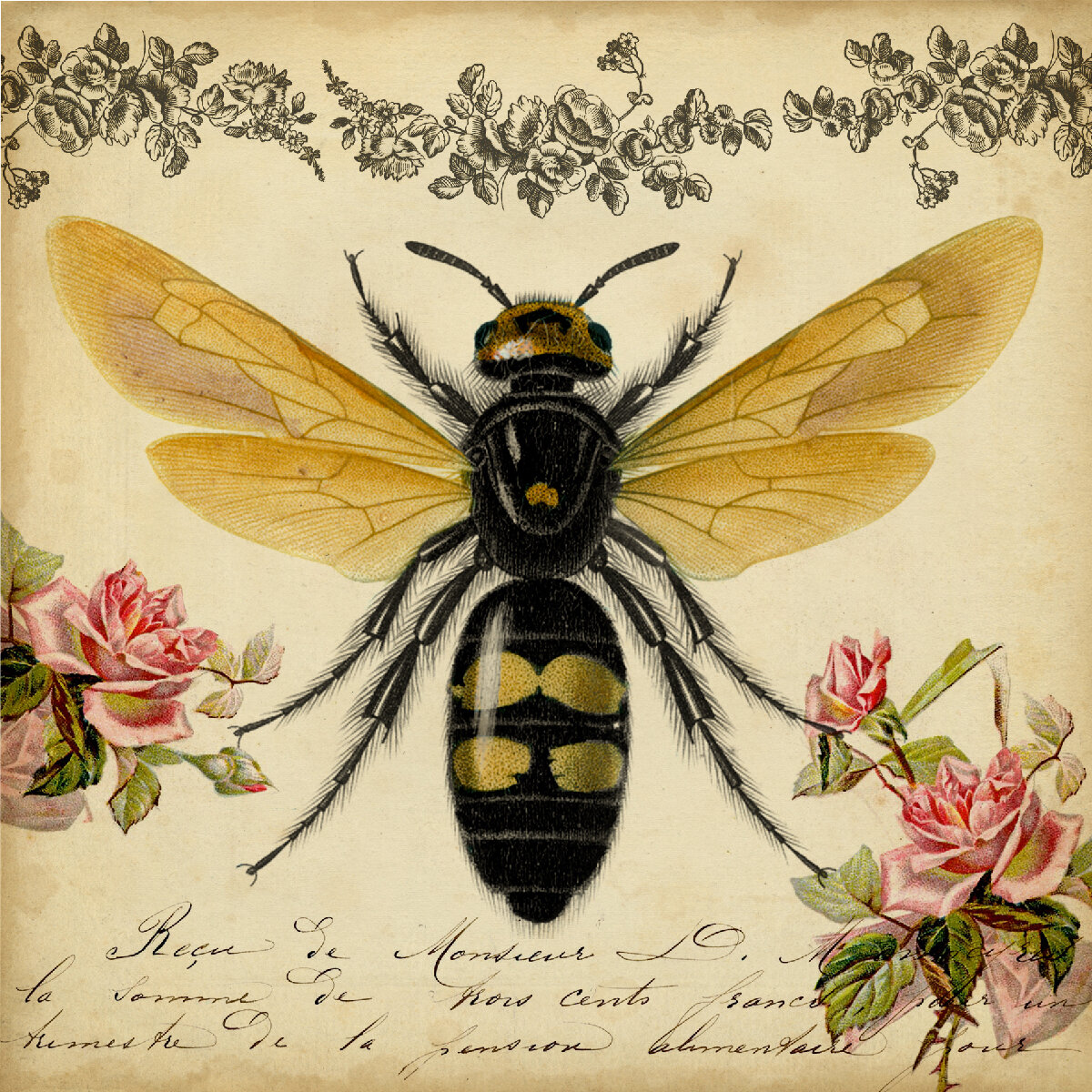 vintage honey bee illustration