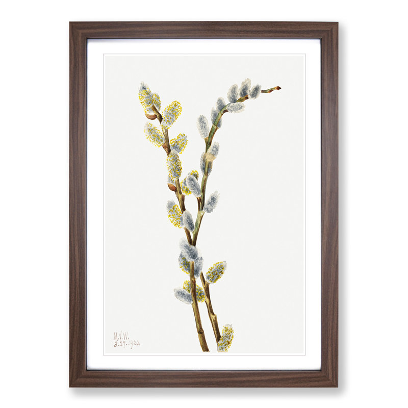 Pussy Willow by Mary Vaux Walcott - Picture Frame Painting, Walnut Framed, 48cm H x 36cm W x 2cm D
