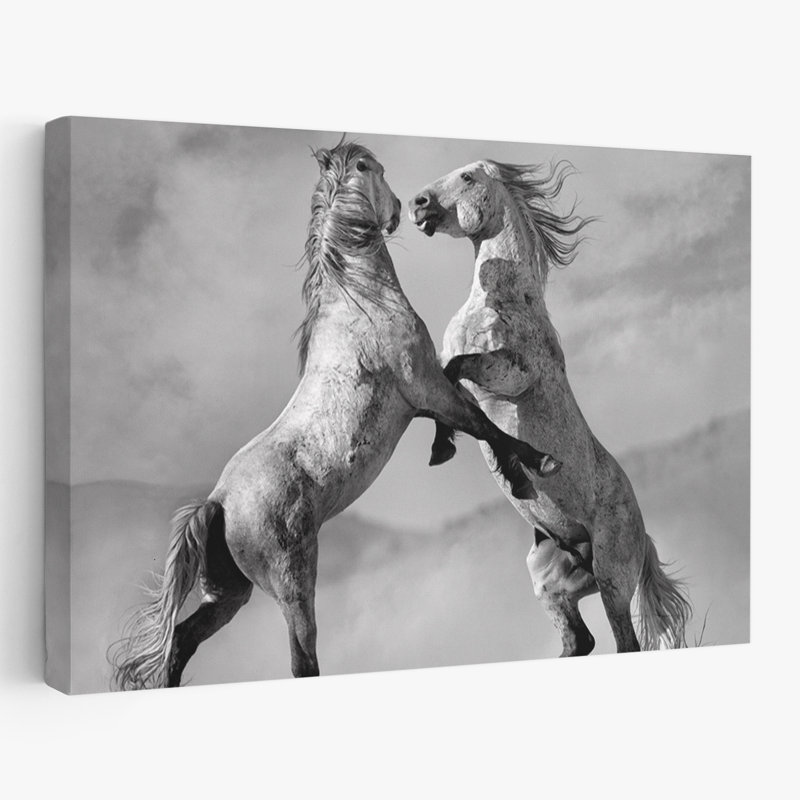 Challgers - Photographie, animaux, chevaux, art, H 16 po x l 24 po