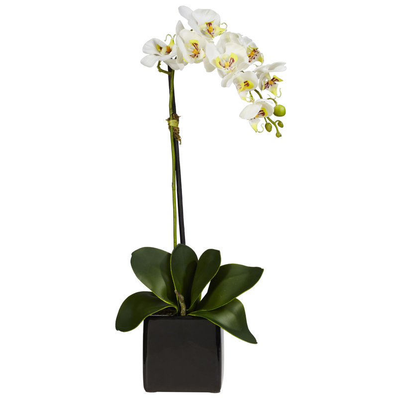 Orchid Arrangement in Vase