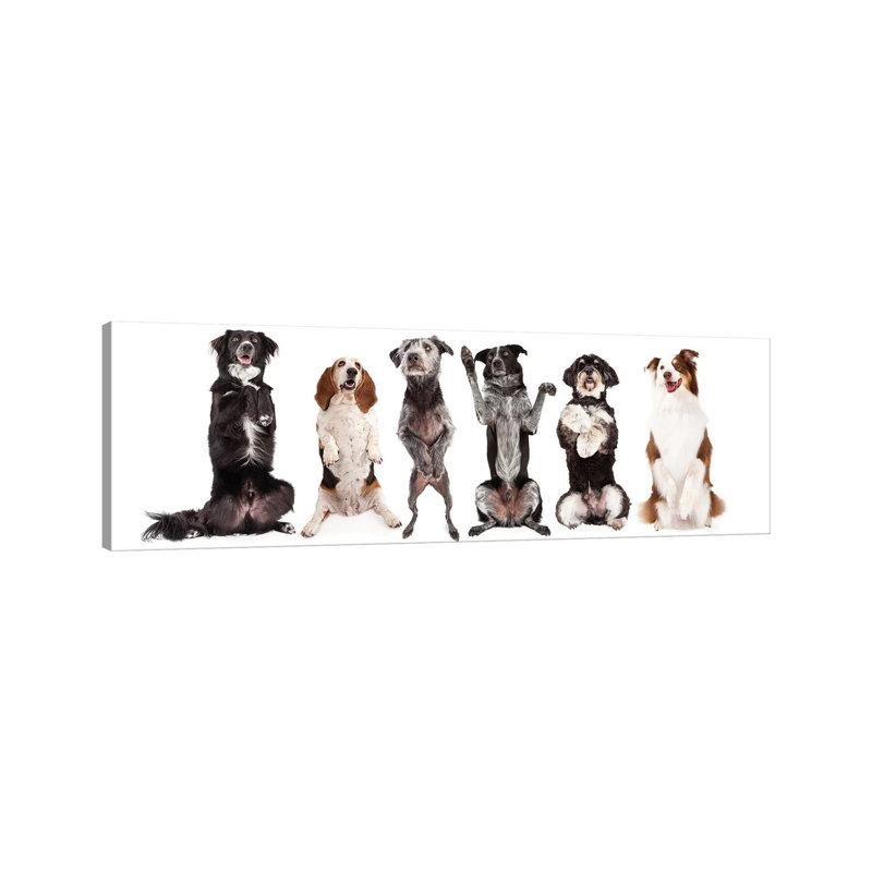Six Dogs Standing Forward Together Begging by Susan Schmitz - Wrapped Canvas Gallery-Wrapped Canvas Giclée