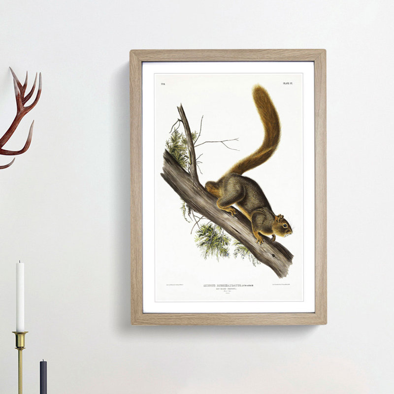 Red-Tailed Squirrel by J.W. Audubon - Picture Frame Painting Print, 65cm H x 48cm W x 2cm D, Oak Framed