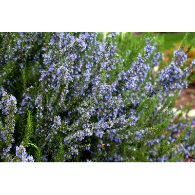 Rosemary Plant par Janaph - Photographie sur toile tendue