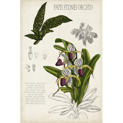 Orchid Field Notes I by Naomi McCavitt - Graphic Art