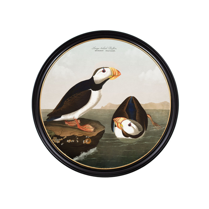 Large Billed Puffins In Round Frame by Audubon - Single Picture Frame Print on Archival Matt 230gsm Paper