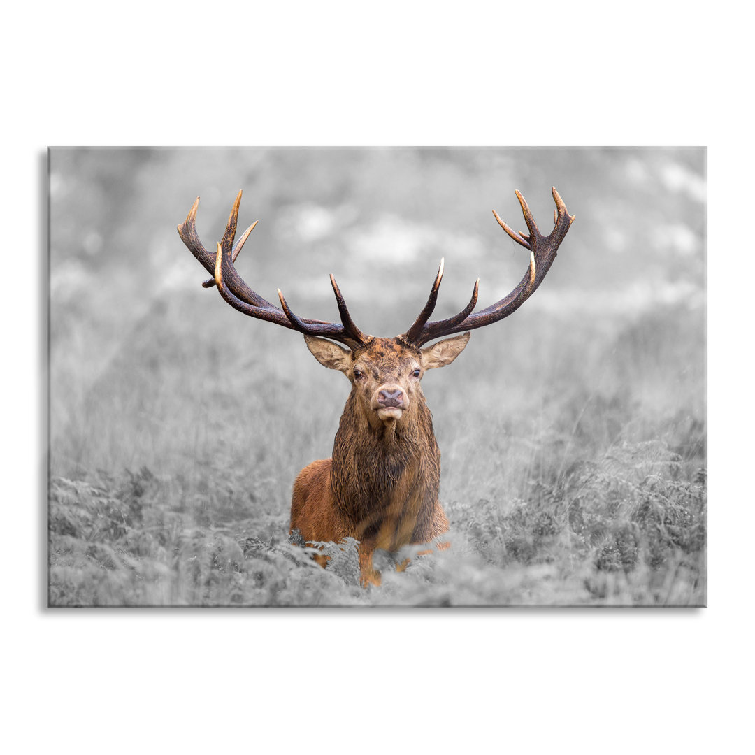 Glasbild Large Stag in a Field