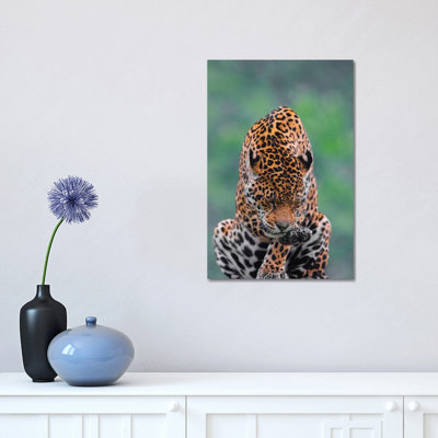 Jaguar III by Goran Anastasovski - Wrapped Canvas Print
