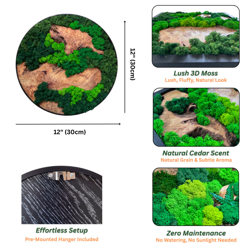 Art mural naturel en bois de cèdre naturel et mousse préservée, H 12 po x l 12 po x P 1 po
