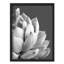 Illustration de petits espaces gris et gris de la plante grasse-101376813-101376814
