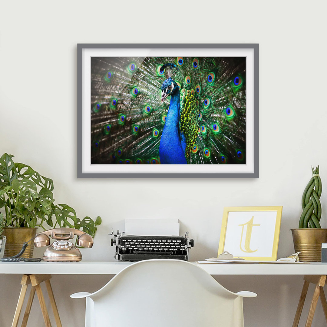 Gerahmtes Poster Elegant Peacock