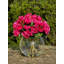 Begonia Floral Arrangement in Vase-476067647