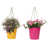 Safran / rose vif