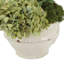 Snake Plant en pot en céramique avec hortensia et chardon