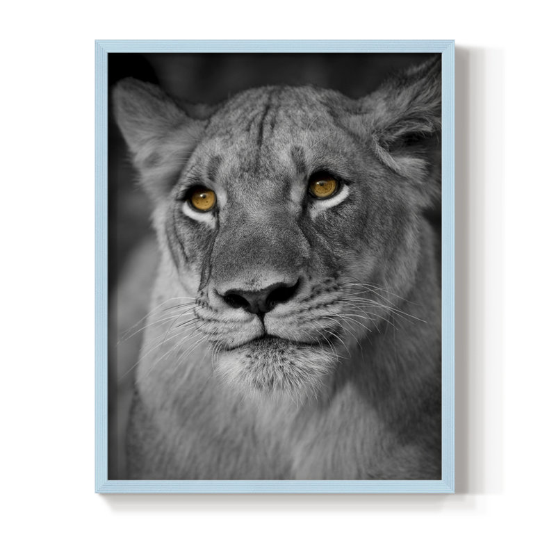 Portrait de lionne, reproduction encadrée - bois massif, H 30 po x l 24 po, Bleu