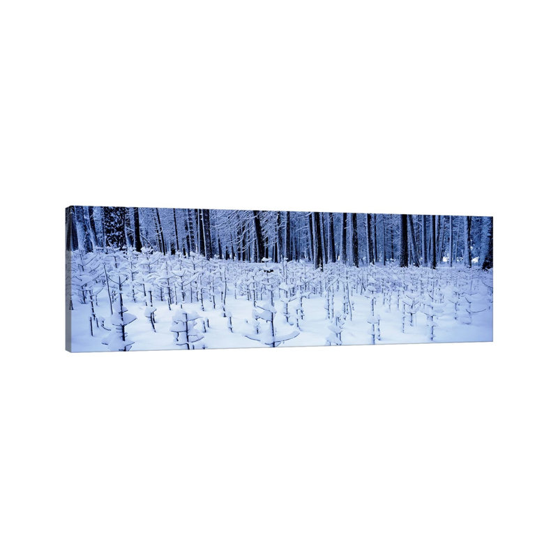 Snow Covered Trees On A Landscape, Yosemite Valley, Yosemite National Park, Mariposa County, California, USA by Panoramic Images - Panoramic Gallery-Wrapped Canvas Giclée on Canvas