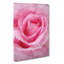 Pink Rose Petals - Wrapped Canvas-56666215