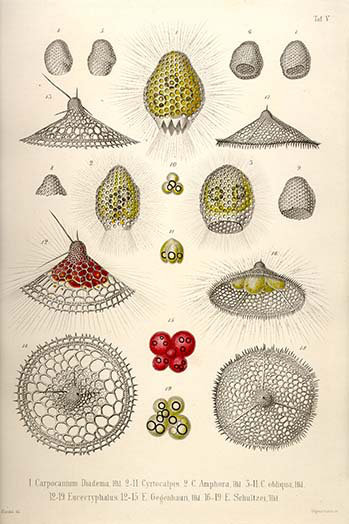 "carpocanium diadema cyrtalpis amphora obliqua eucecryphalus gegenbauri schultzei" par emst haeckel-impression d’art graphique non encadrée