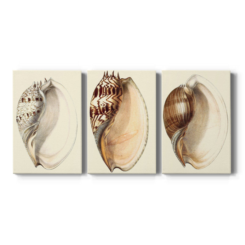 Splendid Shells I  -Custom Wrapped Gallery Canvas - 3 Pieces, 60" H x 120" W