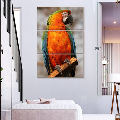 Catalina Macaw