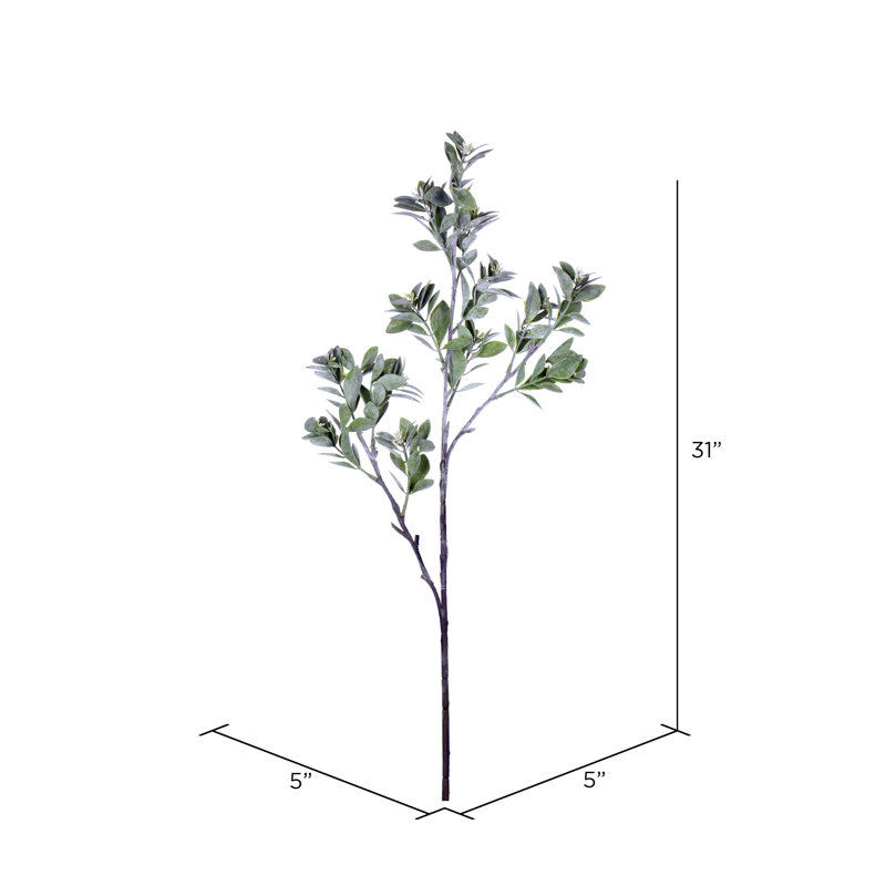 31'' Aglaia Plant