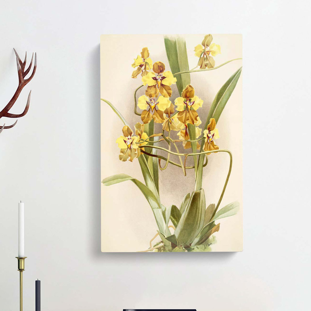Magnolia Flowers Illustration Tab.64 by Frederick Sander - Wrapped Canvas