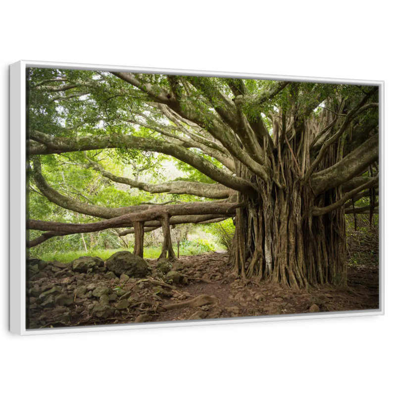 Banyan Tree, 31 po x 21 po, Cadre flottant blanc