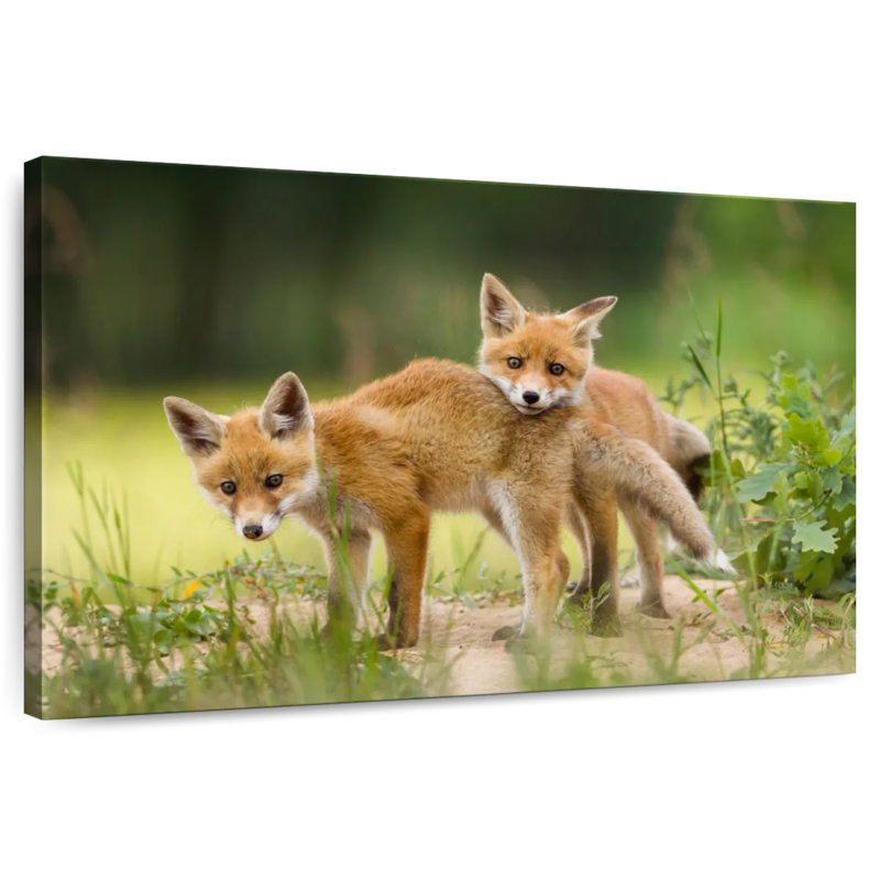 Brampt Fox Kits, 30" H x 45" W