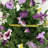 Petunia Hanging Basket Arrangement in Basket