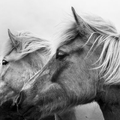 Icelandic Horse Duo by Quattrophotography - Wrapped Canvas Print