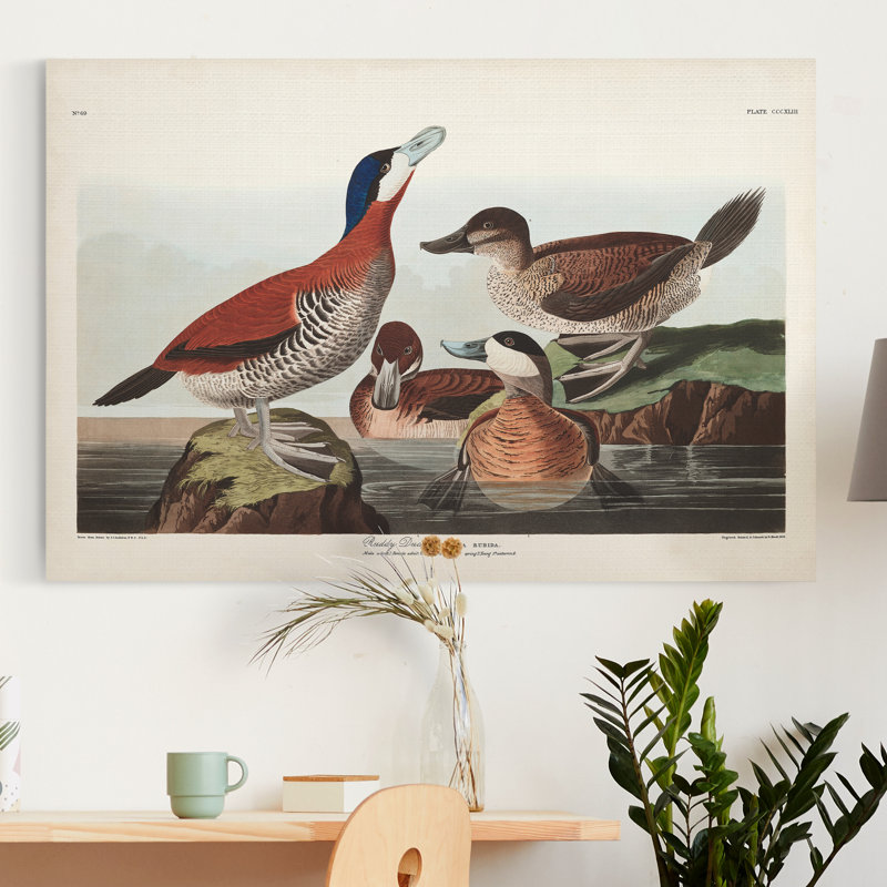 « Pl 334 Ruddy Duck »-reproduction sur toile tendue, H 48 po x l 32 po x P 1 po