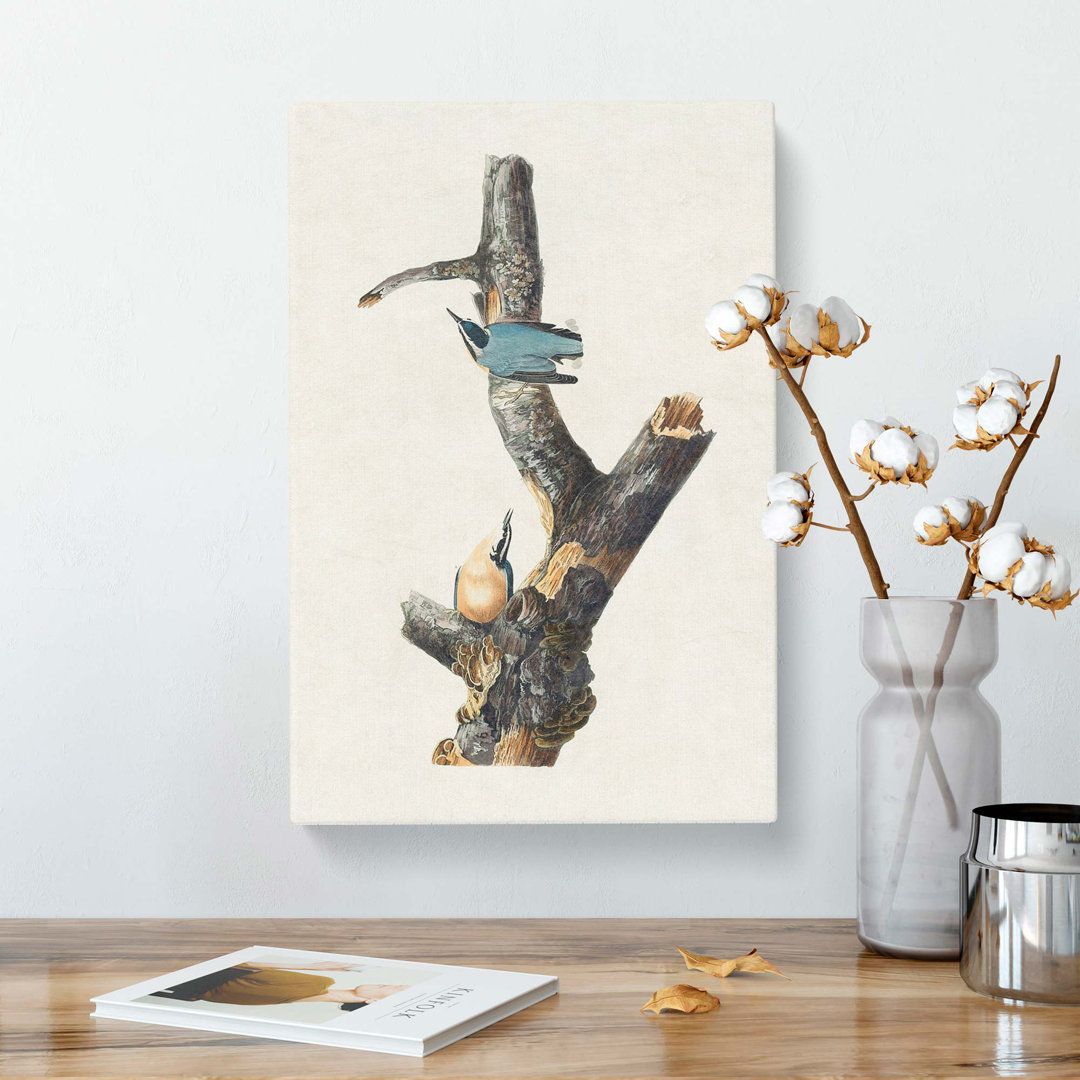 Nuthatch Birds by John Audubon - Wrapped Canvas
