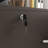 Leonetti 29.1'' Wide 2 -Drawer File Cabinet-2015560095