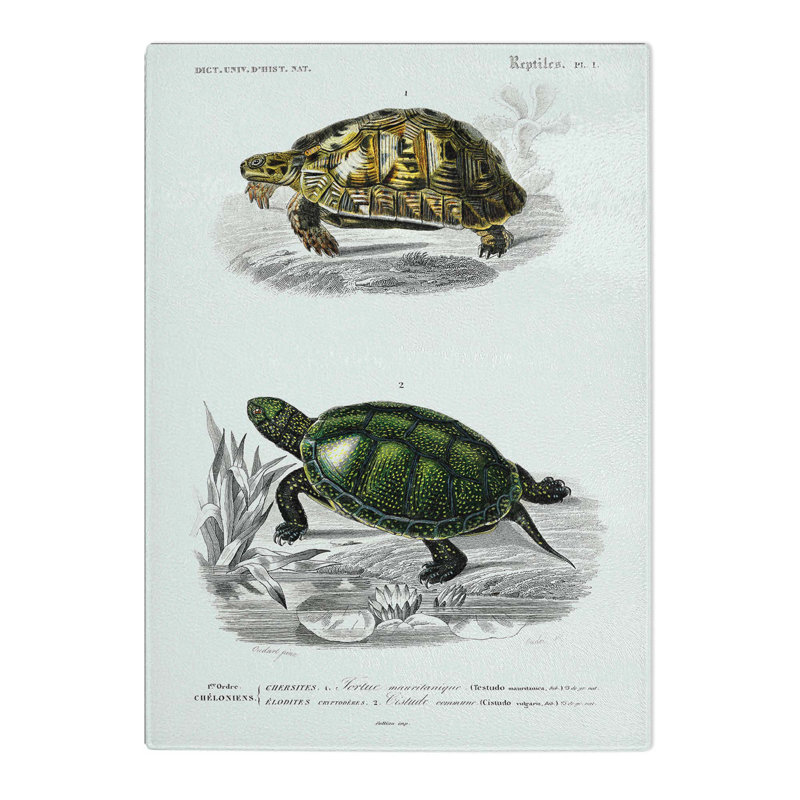 Tempered Glass Tortoise and Turtle Illustrations PL. 1 by Charles D' Orbigny Chopping Board, 28.5cm W x 39cm L