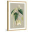 «Botanical Cabinet II», reproduction encadrée-18829671