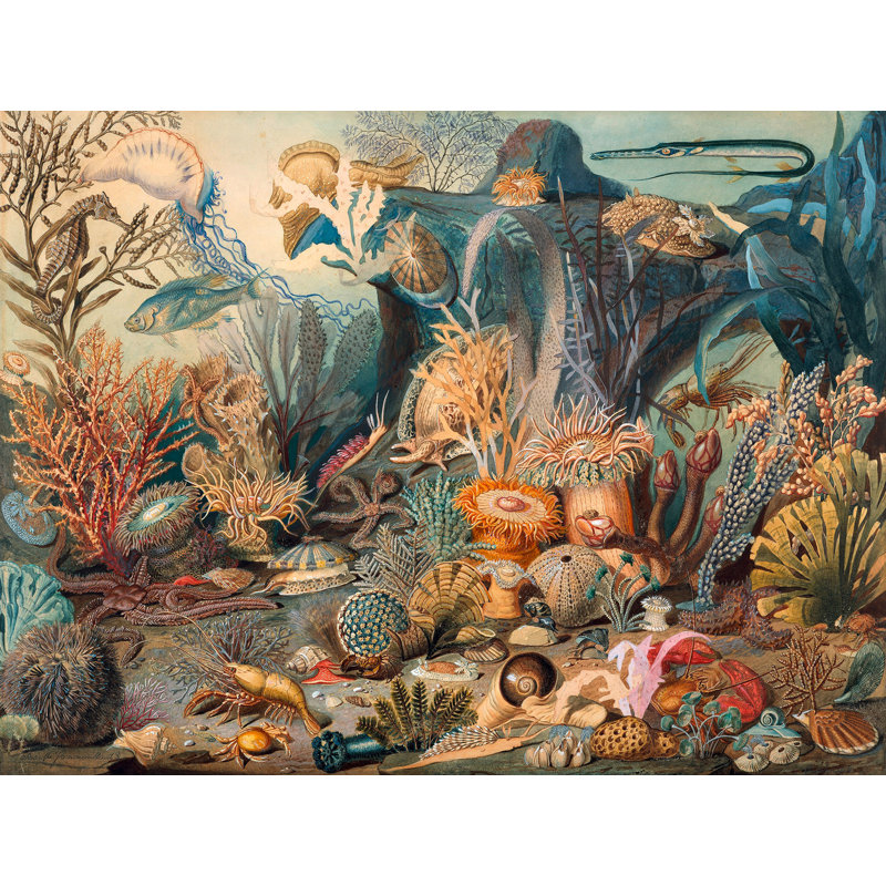 Ocean Life by James M. Sommerville - Wrapped Canvas Art Prints, 70cm H x 100cm W x 4cm D