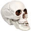 Décorations d'Halloween tête de mort 3,5 po