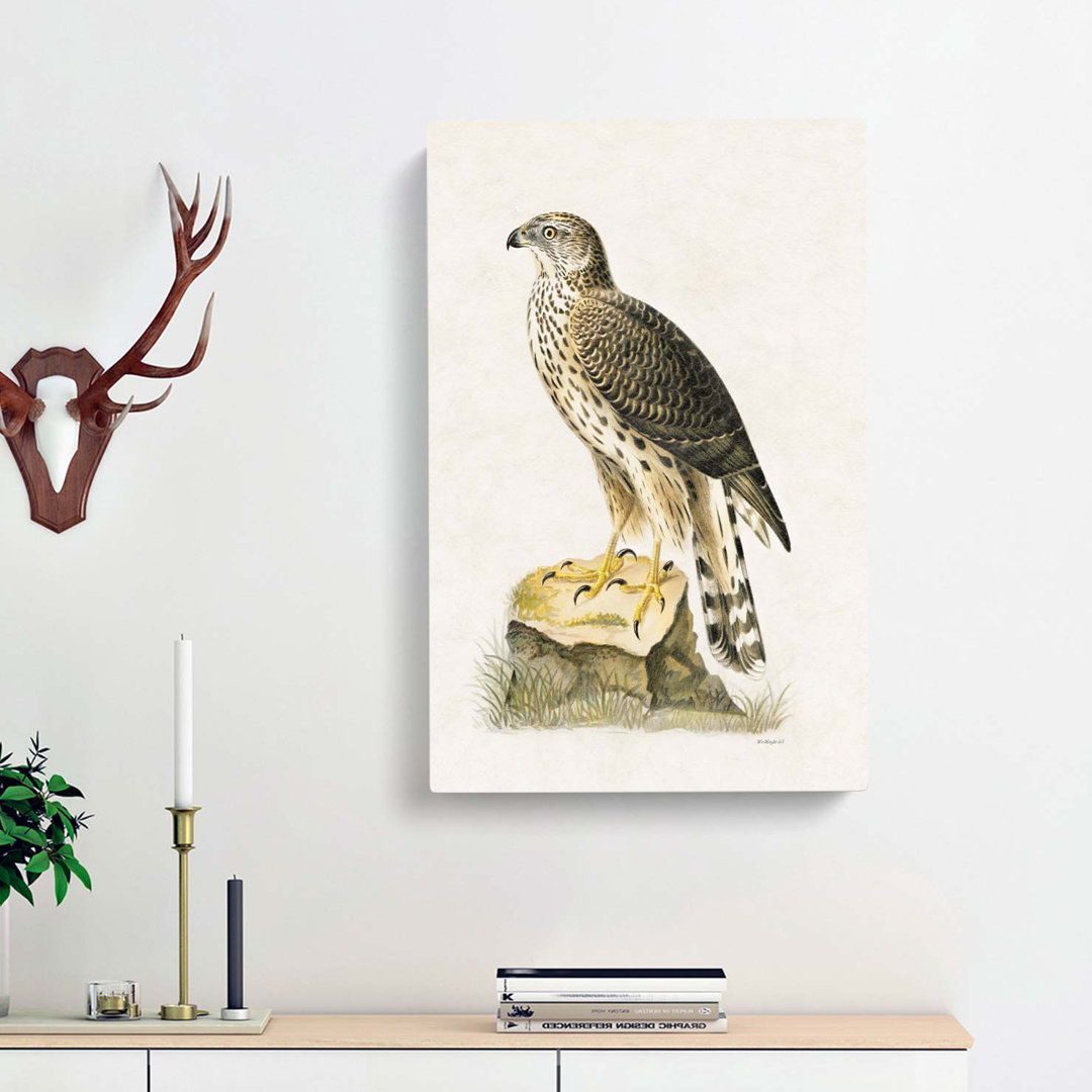 Goshawk by Von Wright - Wrapped Canvas